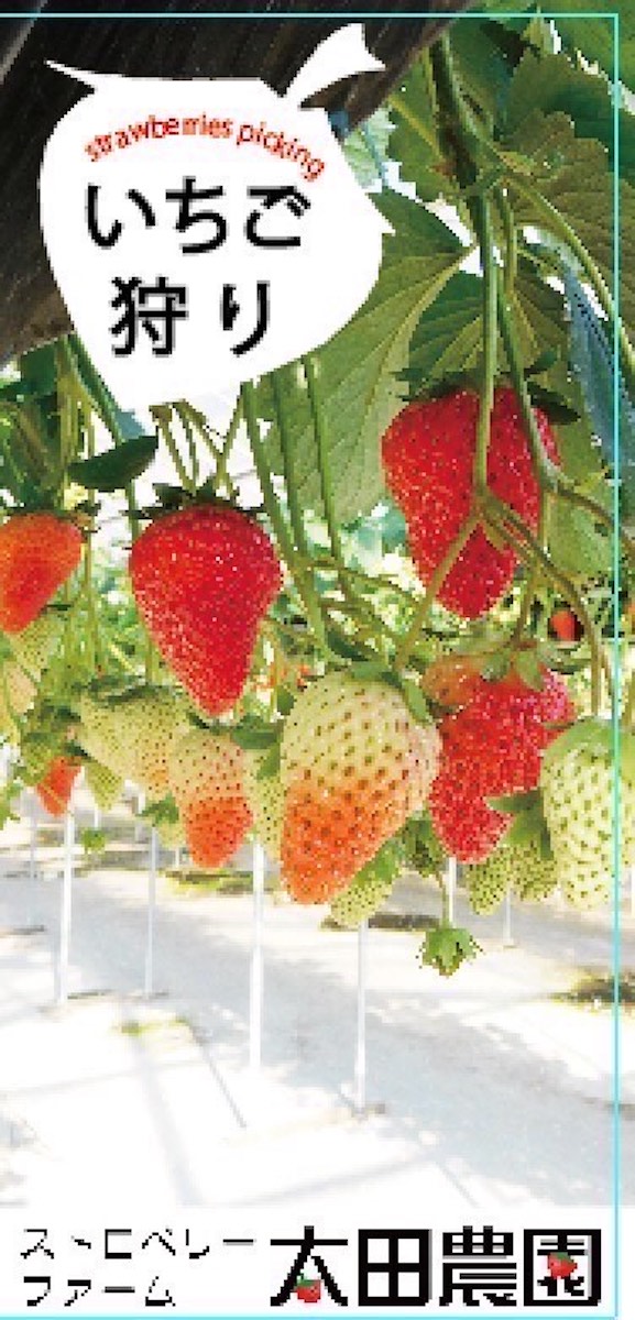 ストロベリーファーム太田農園