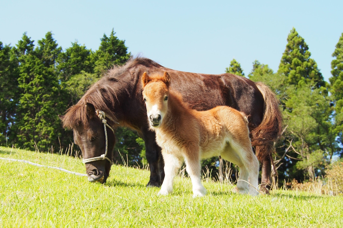 Kobe Municipal Rokko Farm