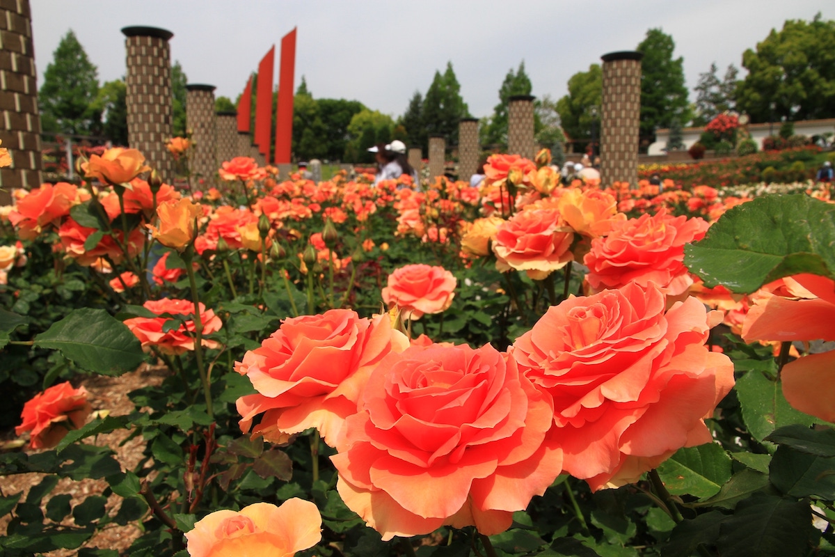 Aramaki Rose Garden