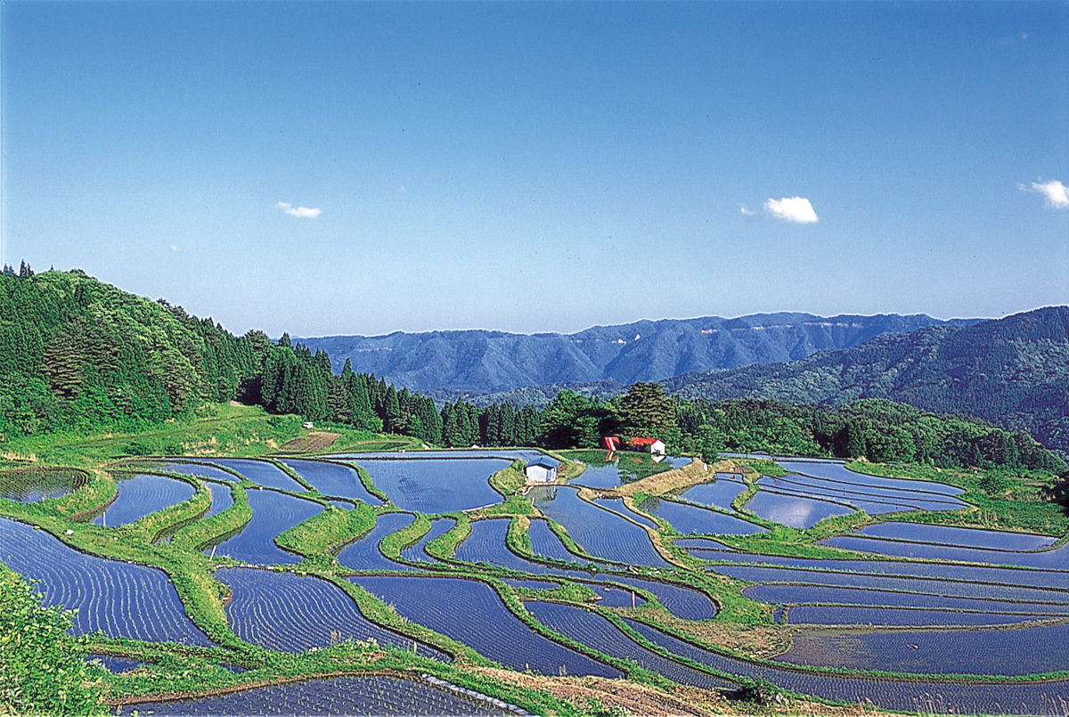 Bekku Terraced Rice Fields