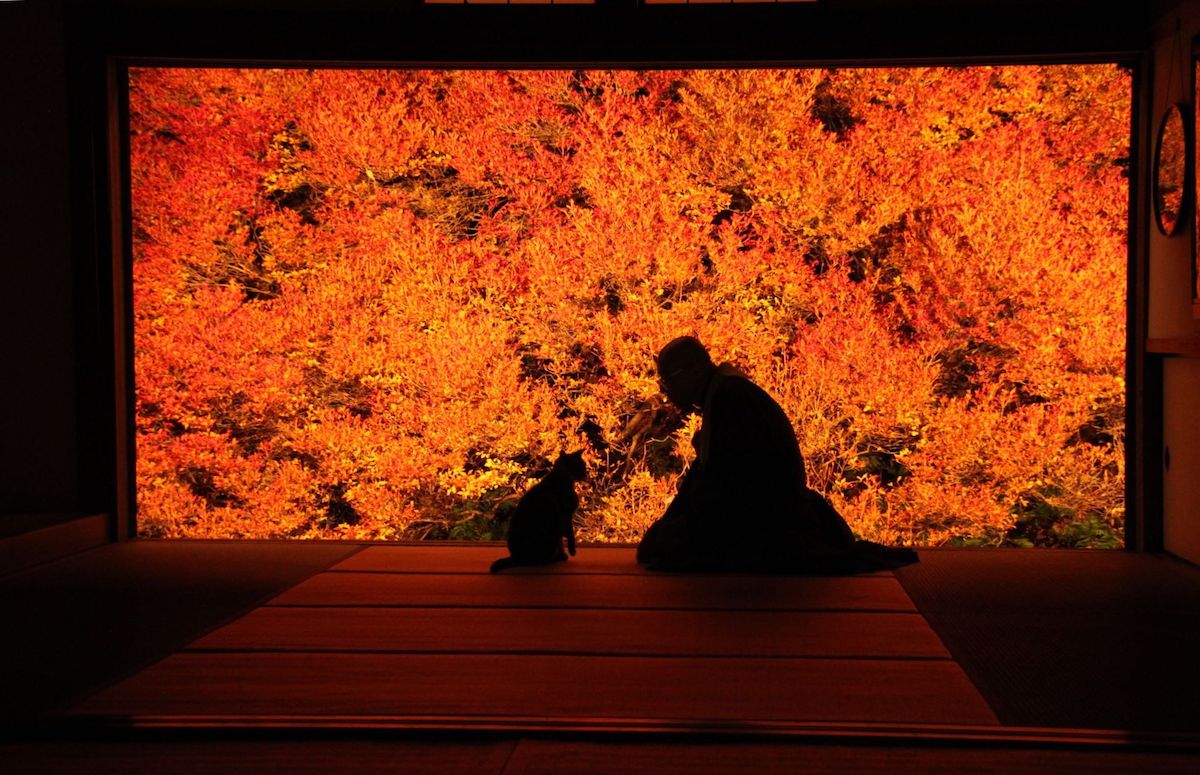 Tajima Ankoku-zenji Temple (Autumn Leaves of Dodan-Tsutsuji)