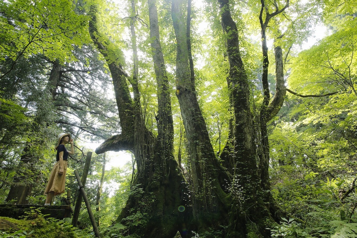 Tajima Kogen Botanical Garden