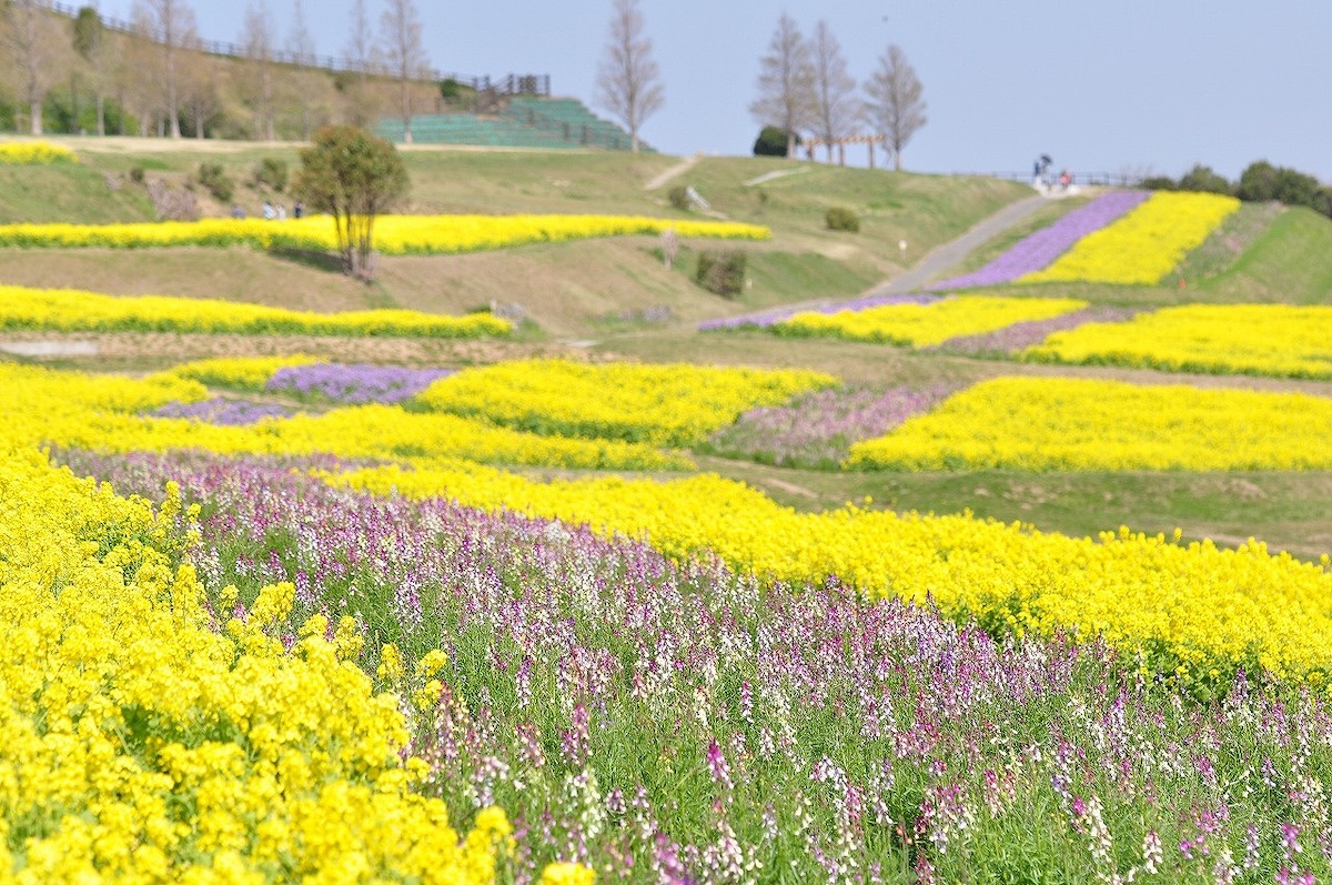 Hyogo Prefectural Park Awaji Hanasajiki