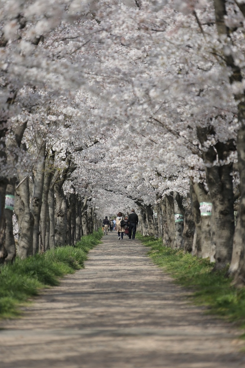 Cherry trees on Kashimagawa River (cherry blossom viewing spot)