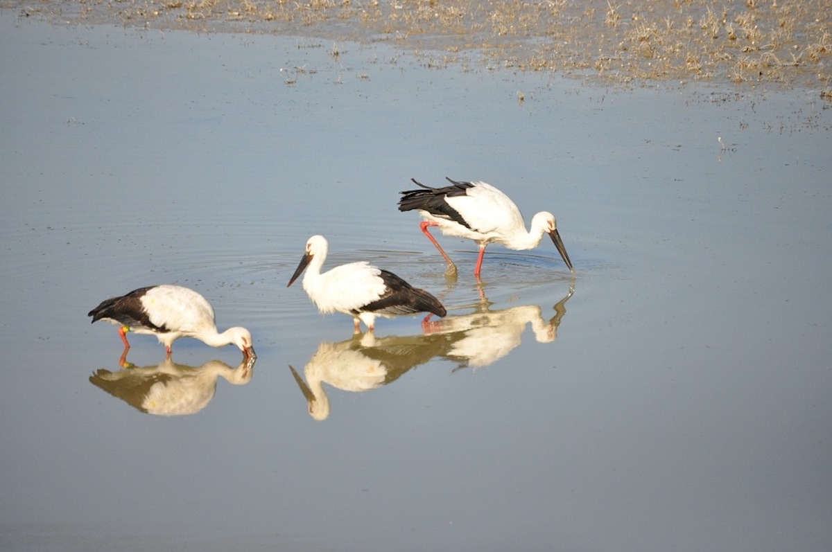 Hyotan-Ike Stork Dream Park