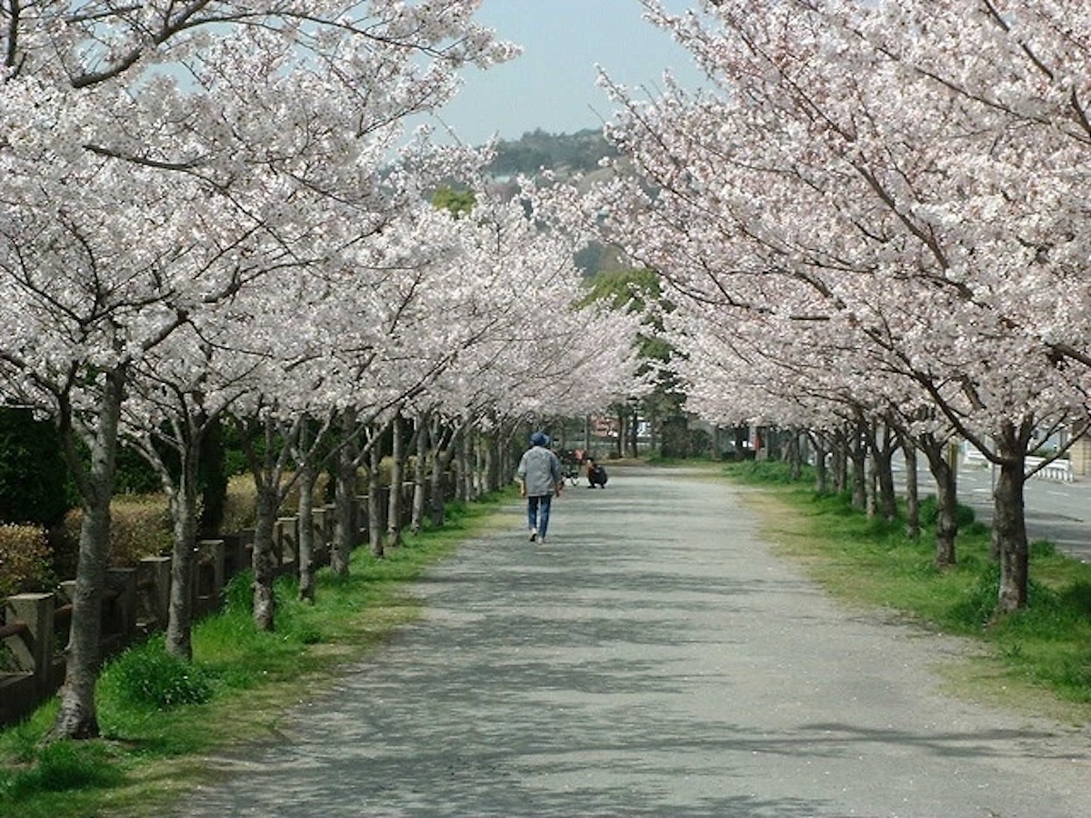 Takasago City Comprehensive Sports Park (cherry blossom viewing spot)