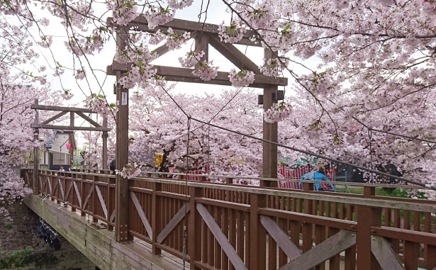 桜フォトスポット(千亀橋)