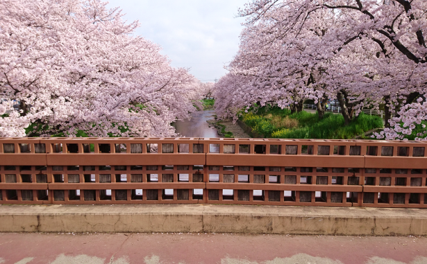 桜フォトスポット(八剱橋)