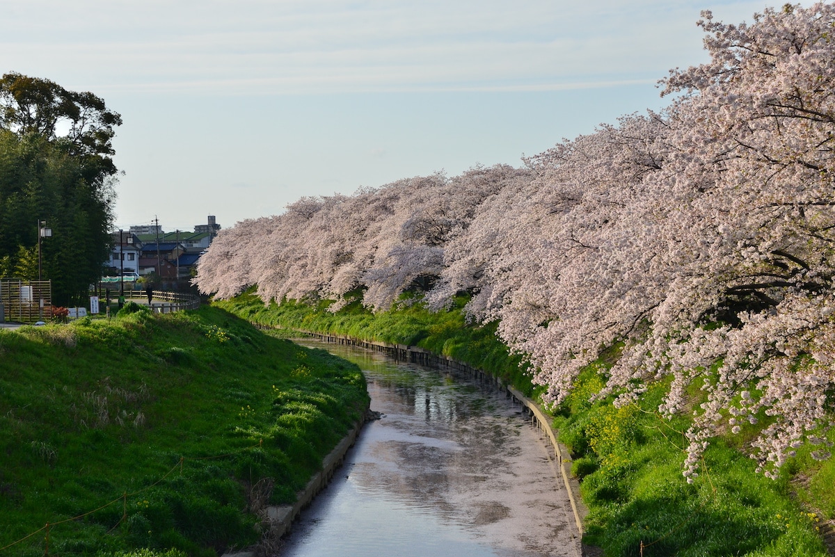 桜フォトスポット(幼川橋)