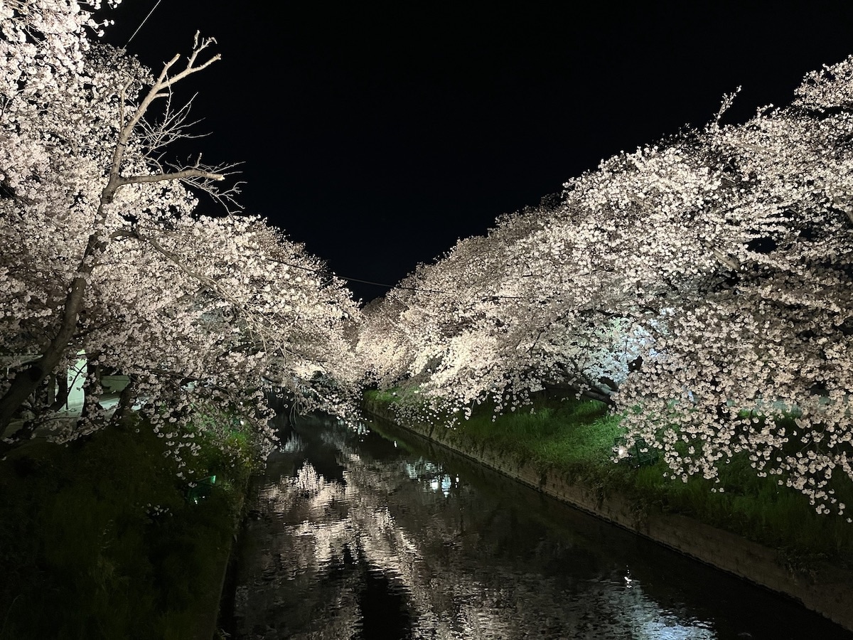 桜フォトスポット(長瀬橋)