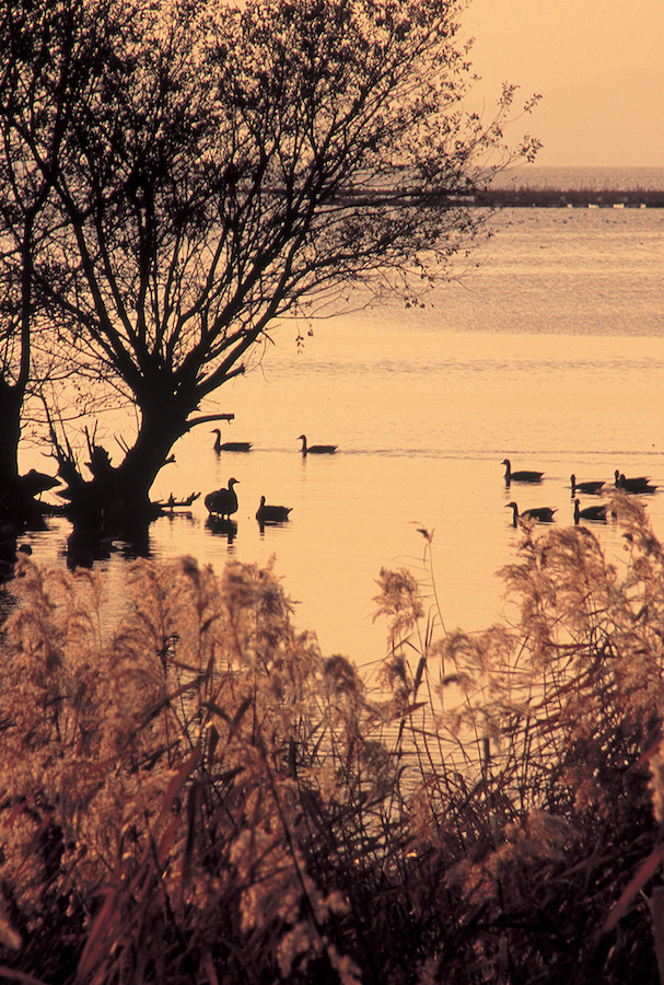 Kohoku Wild Birds Center
