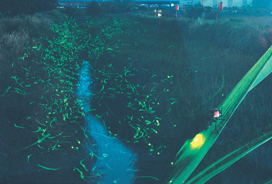 Amano River Fireflies