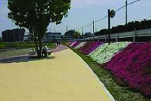 A-6 土手のシバザクラ