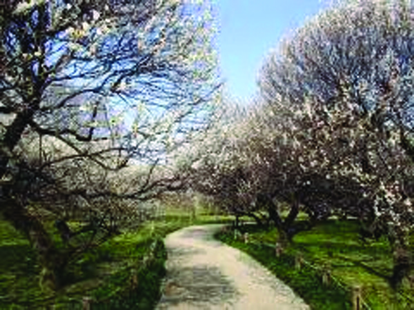 A-2 越谷梅林公園