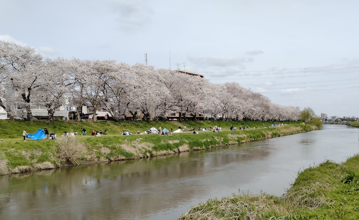 A-5 北越谷桜まつり