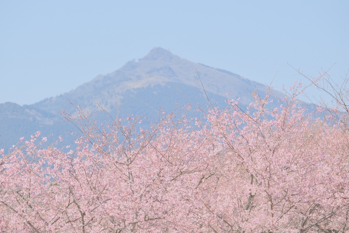 河津桜
