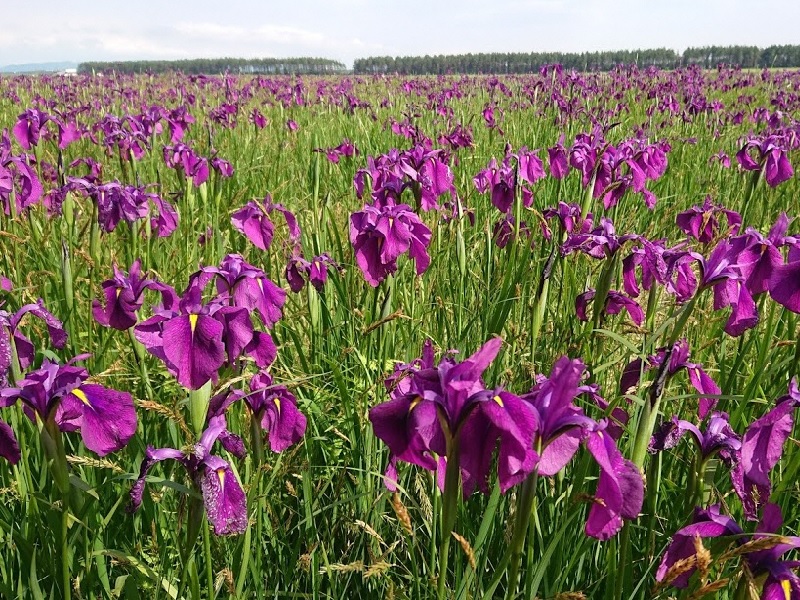 ノハナショウブ群生地