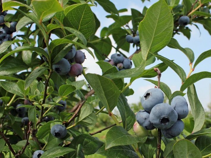 フルーツガーデン かみやま