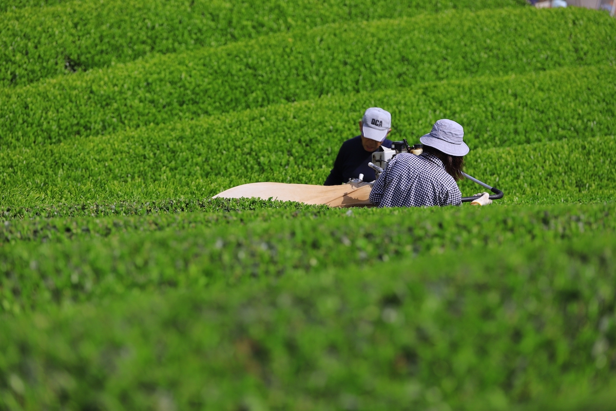 Asamiya Tea Plantation