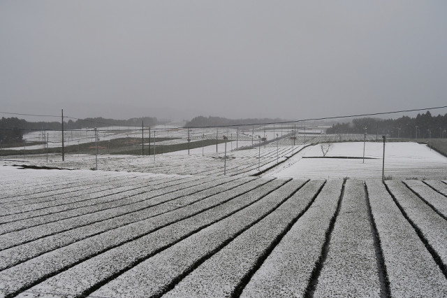Tsuchiyama Tea Plantation
