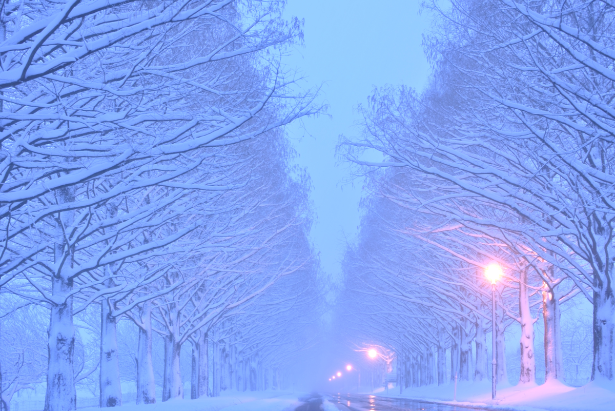 Avenue of Metasequoia trees's image 2