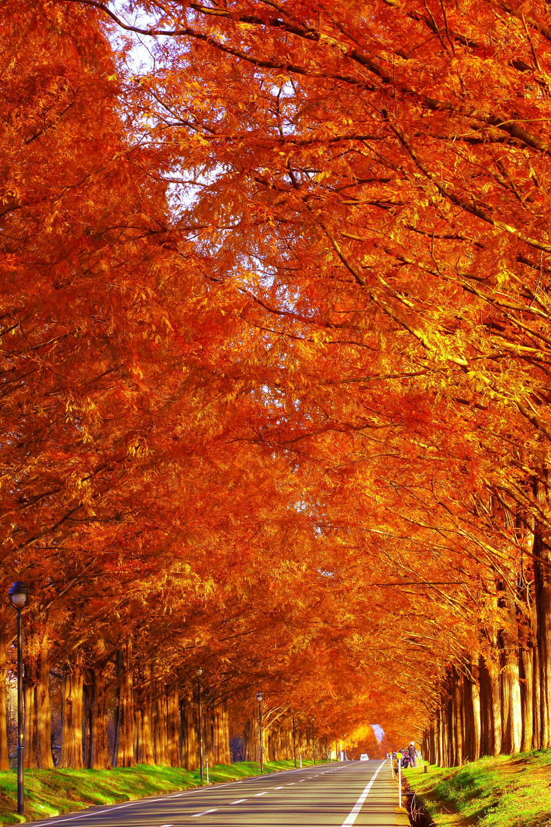 Avenue of Metasequoia trees's image 3