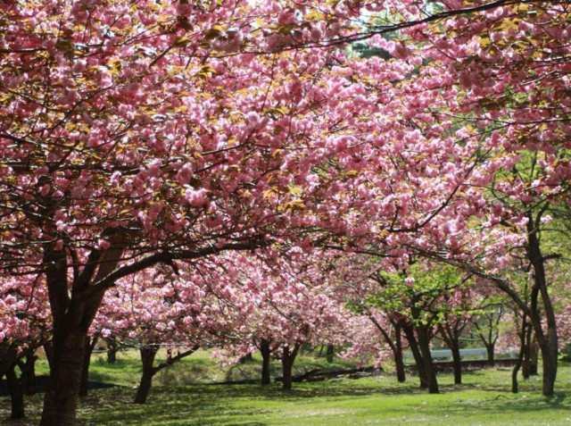 Makino Plateau Thousand Cherry Trees's image 1