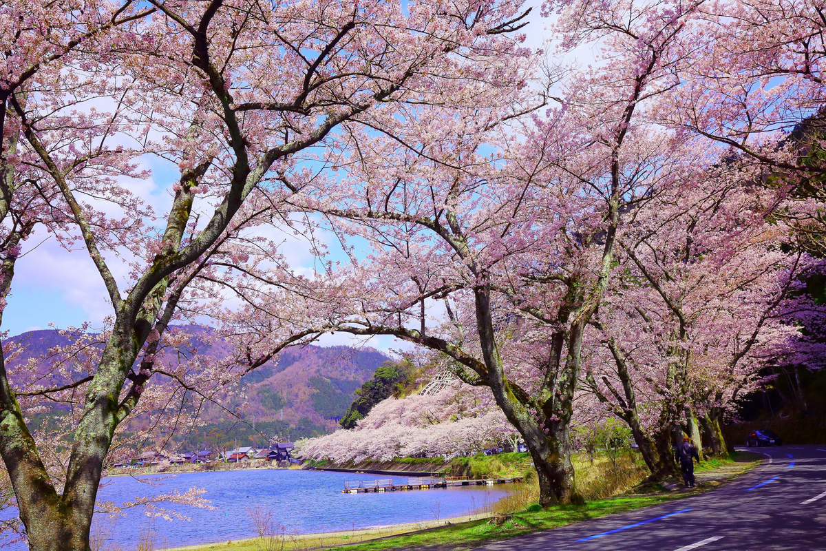 Kaizu Osaki cherry blossom's image 1