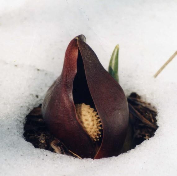 Colony of Eastern Skunk Cabbage's image 1