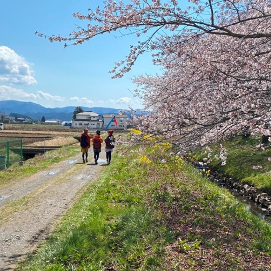 春には桜満開の農道 /봄에는 벚꽃이 만발한 농업도로