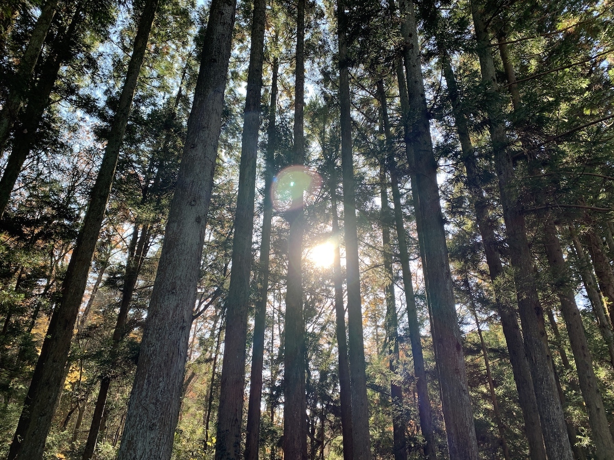 深呼吸の林道ゾーン / 심호흡하고 싶어지는 산책로
