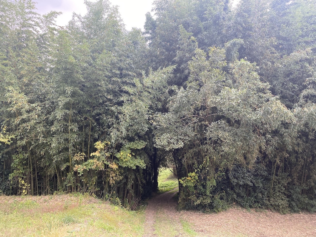 竹林ゾーン /대나무 숲 존