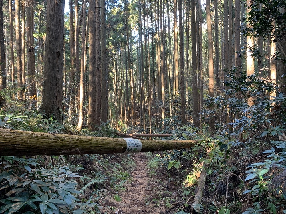 倒木ゾーン /  나무가 넘어져 있는 길