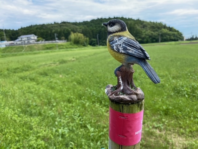 本物？置物？鳥のマスコット / 실물? 장식품? 새 마스코트