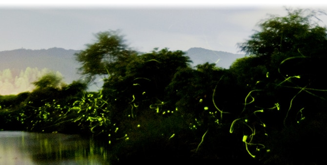 鱒渕川のゲンジボタル / 마스부치 강의 겐지 반딧불