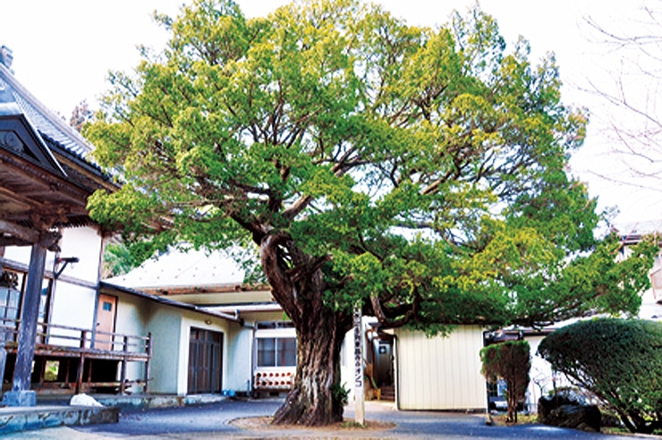 東昌寺のオンコ / 토쇼지 절의 온코