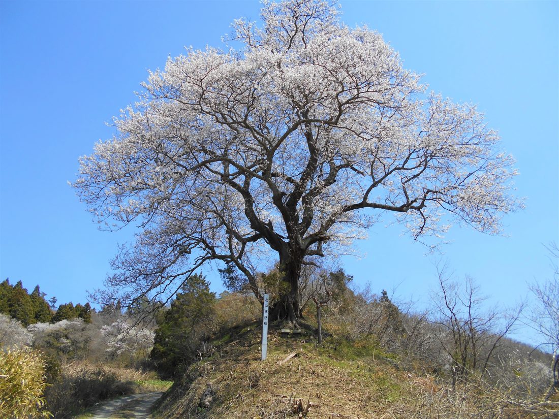 種まき桜(江戸彼岸桜) / 다네마키 벚꽃 (에도히간 벚꽃)