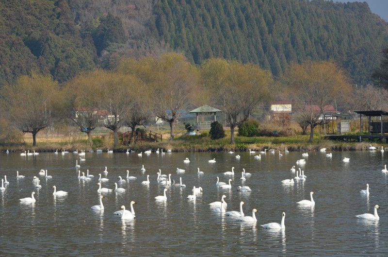 東和機織沼農村公園 / 토와하타오리누마 늪 농촌공원