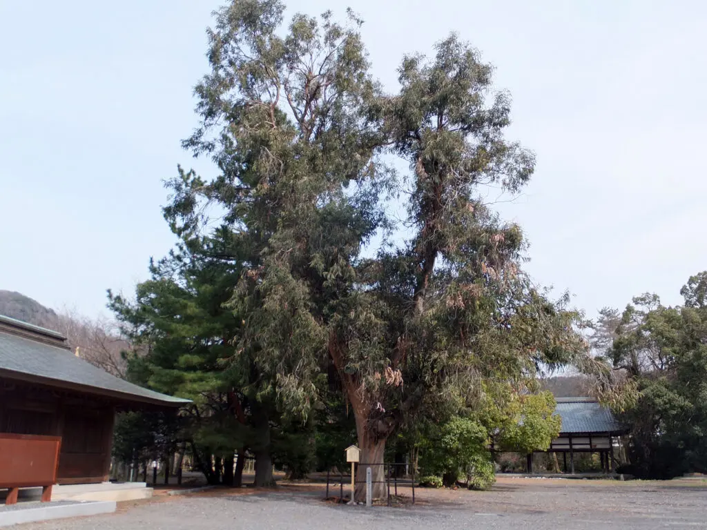 Kehi Jingu Shrine's image 3