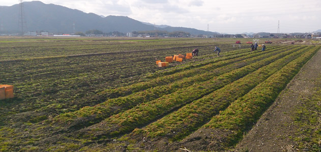 田中アグリ【野菜・加工品】