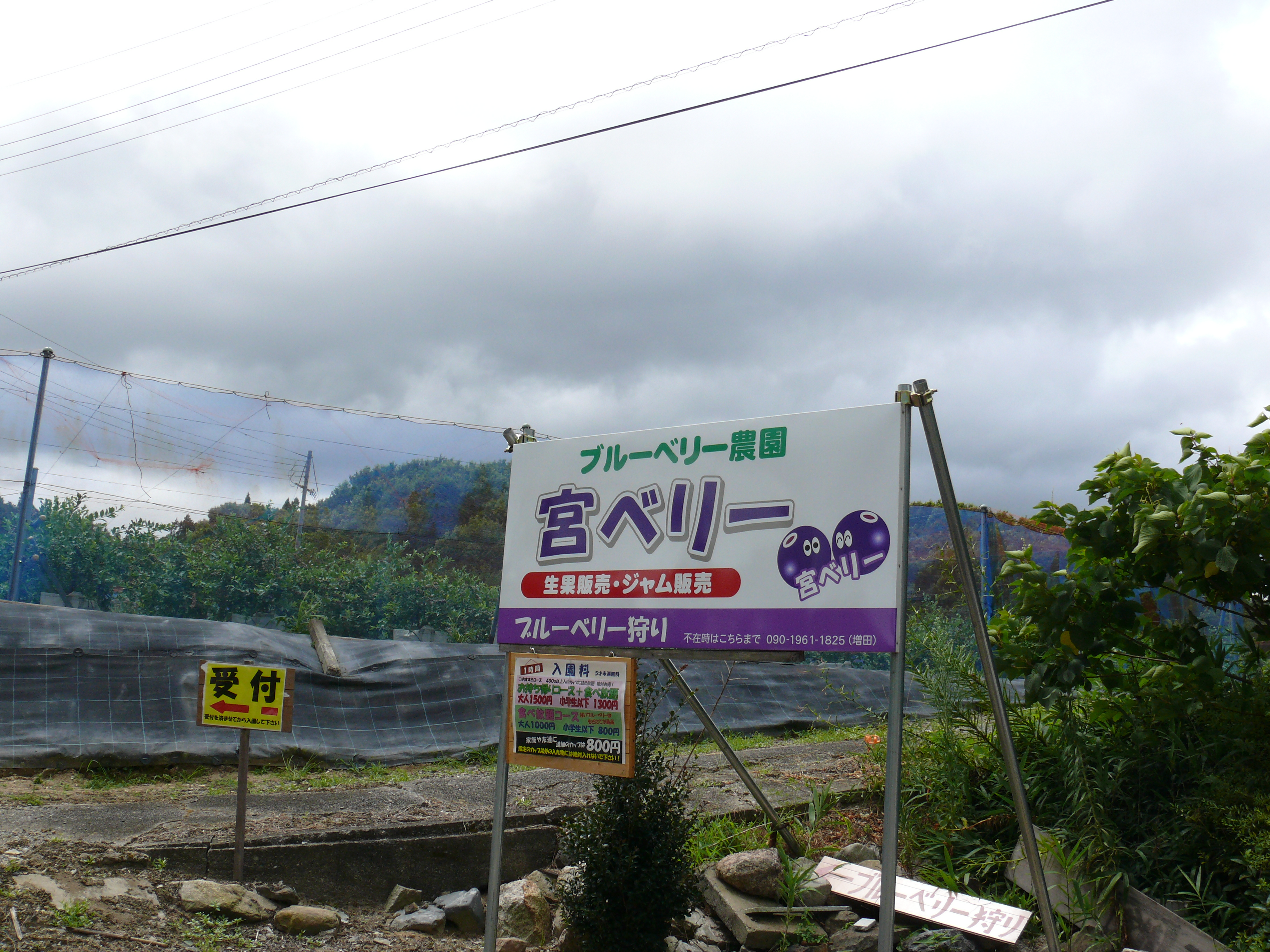 宮ベリー【ブルーベリー】