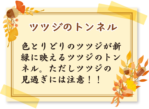 ツツジのトンネル