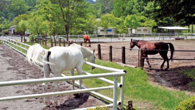 Nikko Horse Riding