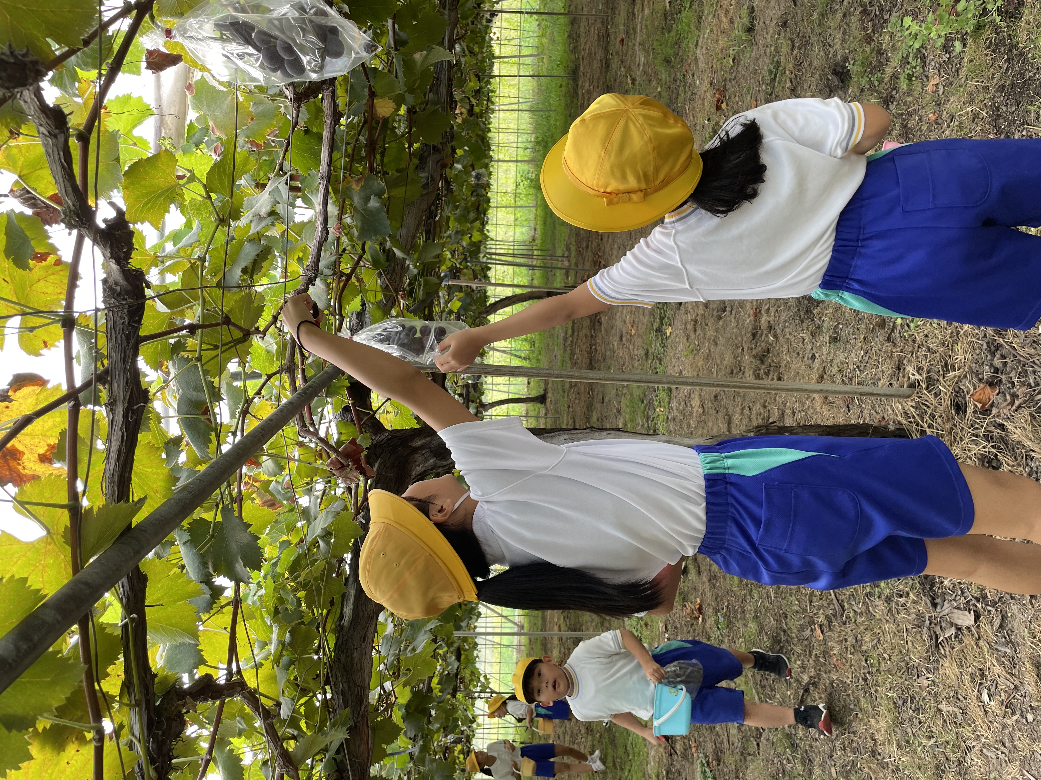 西村ぶどう園's image 1