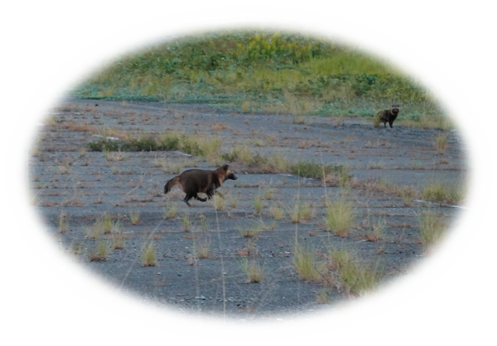 野生動物の住処　タヌキ's image 1