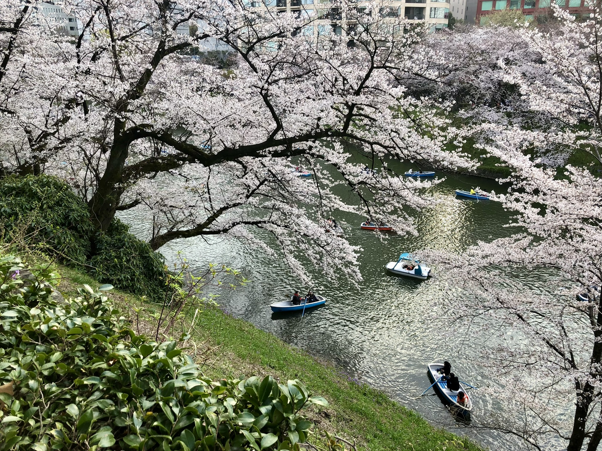 北の丸公園から千鳥ヶ淵を望む