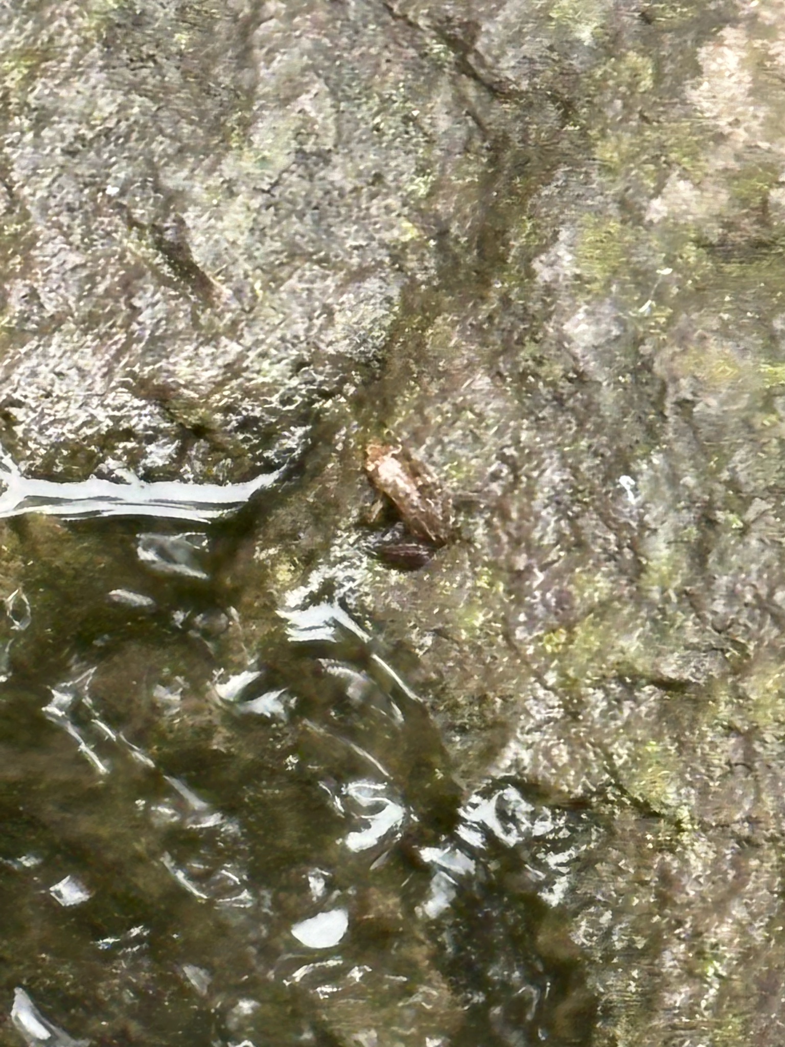 エゾアカガエル