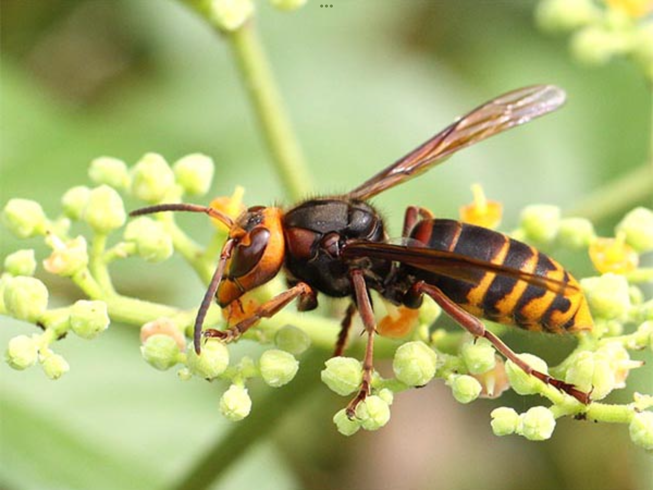 モンスズメバチ