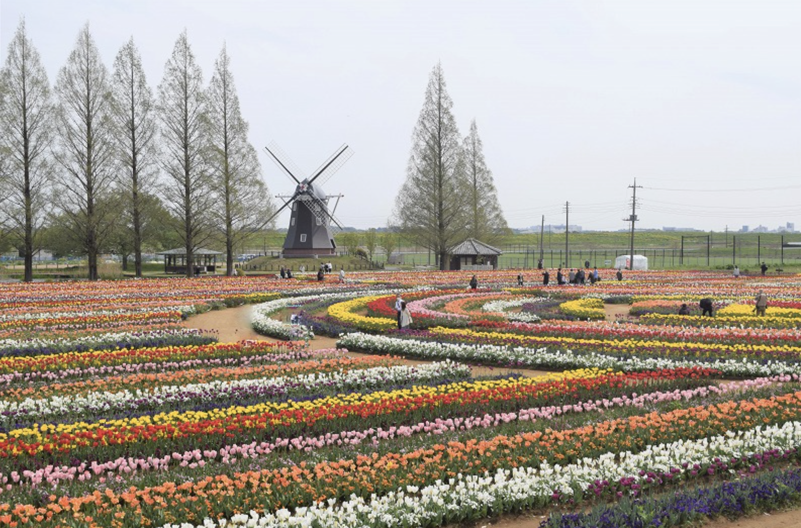 4/11&12　あけぼの山農業公園「チューリップフェスティバル」