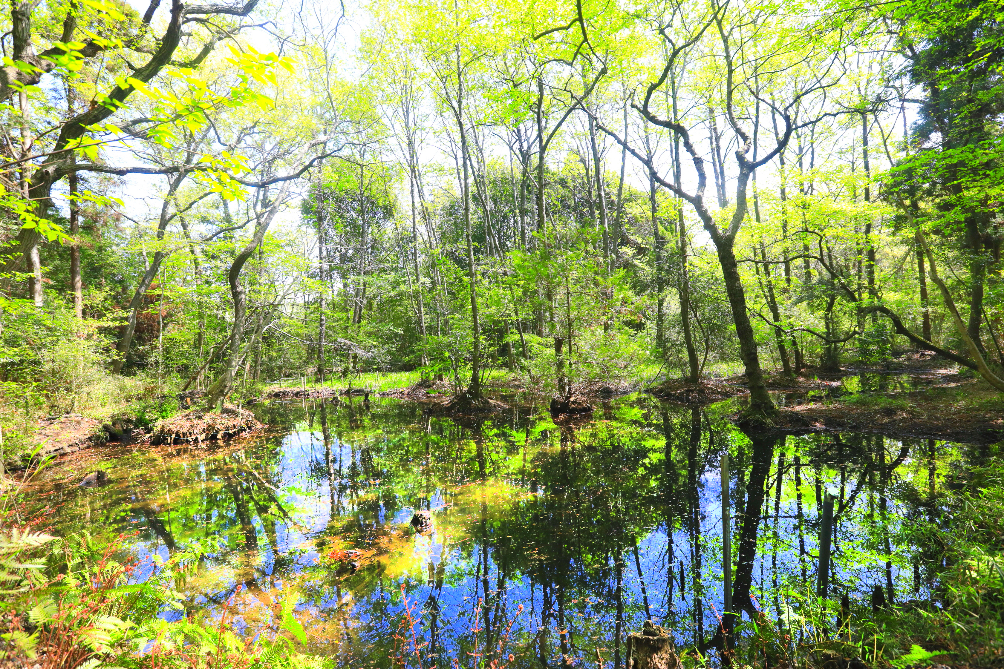 6月 こんぶくろ池園定例活動